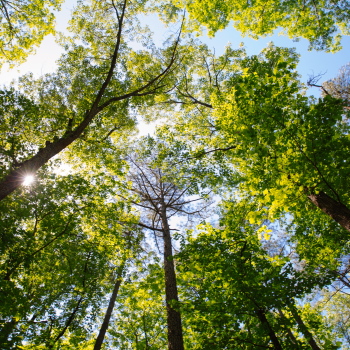 The translation of "Baumkrone" from German to Dutch is "boomkruin.