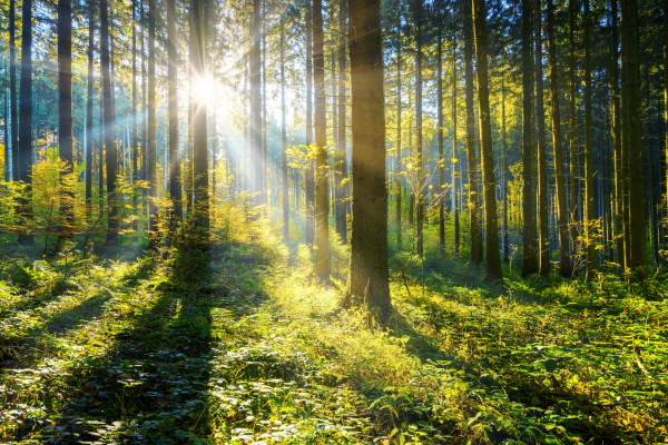 The translation of "Sonne Wald" from German to Dutch is "Zon Bos.