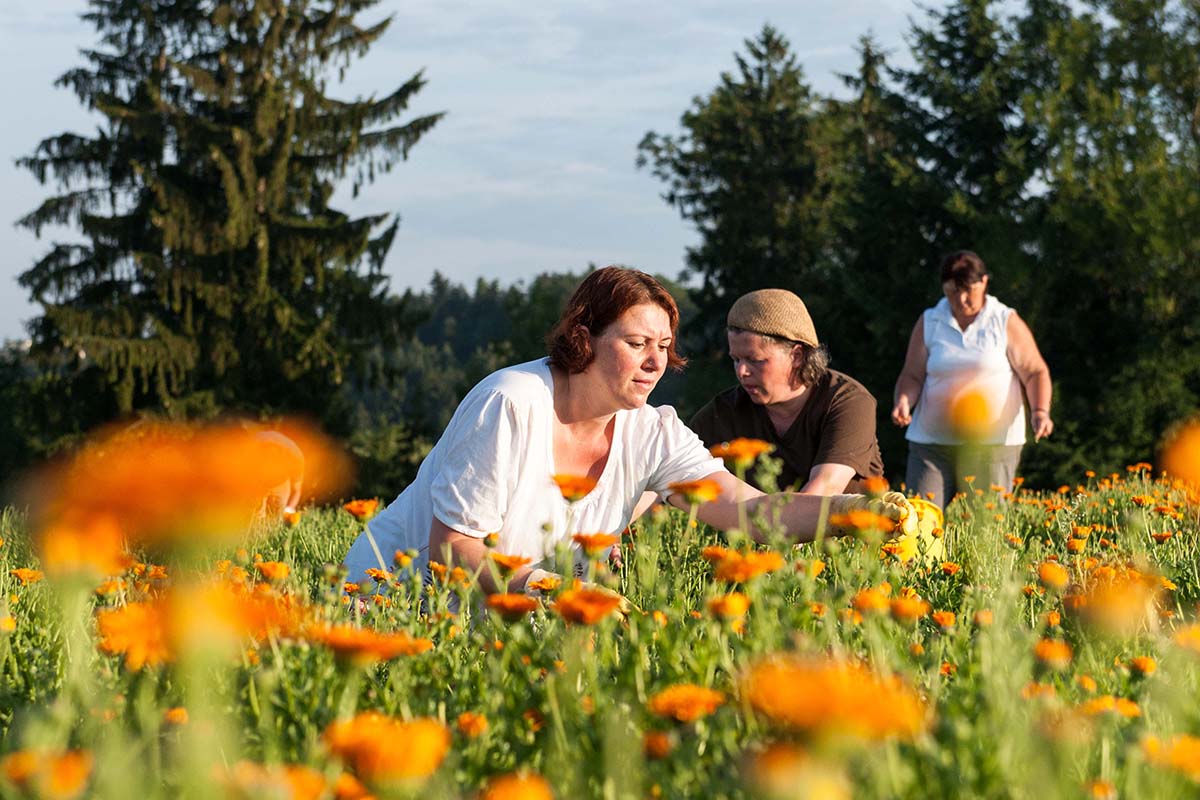 Ringelblommen op een weiland, die door vrouwen voor natuurlijke cosmetica worden geoogst.