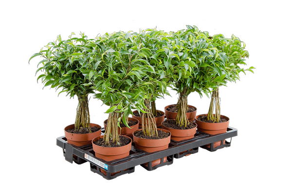 Zwart herbruikbaar plantenbakje, ideaal om te labelen met afwasbare etiketten.