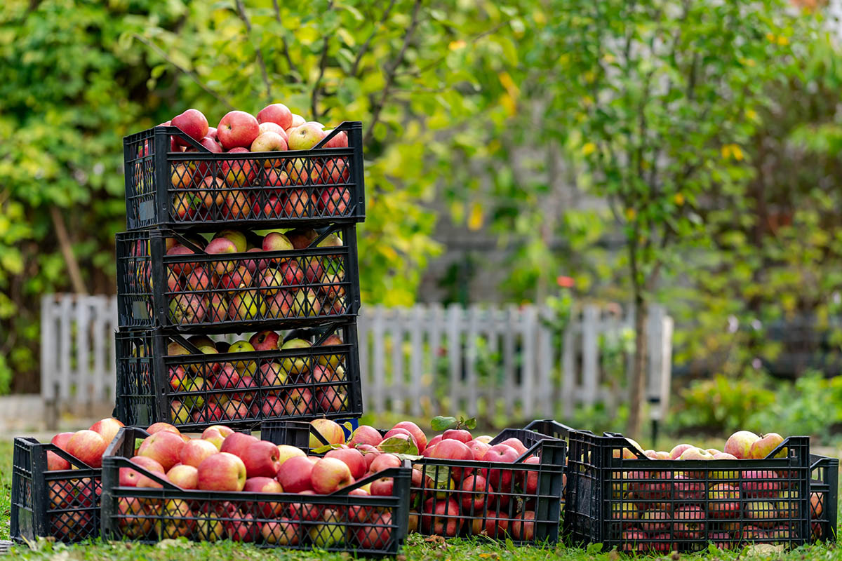 Zwarte herbruikbare containers met appels, ideaal om te labelen met afwasbare etiketten.