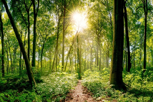 Duurzame etiketten: Gemengd bos met zonnestralen, beeldmotief voor duurzame etiketten.