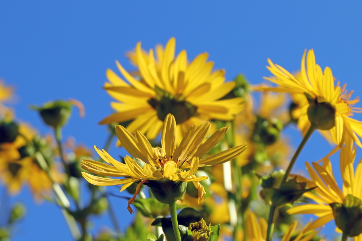 Duurzame etiketten: Silphie-plant