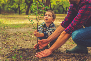 Een volwassene helpt een kind een kleine boom in de grond te planten. Beiden kijken geconcentreerd naar de plant.
