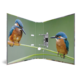 Zwei Eisvögel sitzen auf einem Ast, der vor einem einfarbigen Hintergrund angeordnet ist. Der Fokus liegt auf den Vögeln und ihren lebhaften Farben.