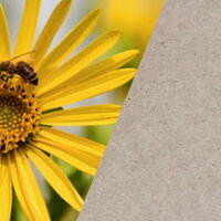 Duurzame etiketten: Silphie-plant + etikettenuiterlijk