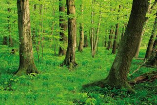 Dichte, groene bossen met hoge bomen en weelderig ondergroen dat de grond bedekt. Licht valt door het bladerdak.