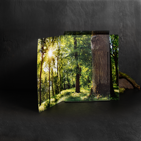 Ein aufgeschlagenes Buch mit Bildern von einem sonnigen Wald, der von grünen Bäumen und Lichtstrahlen durchzogen ist.