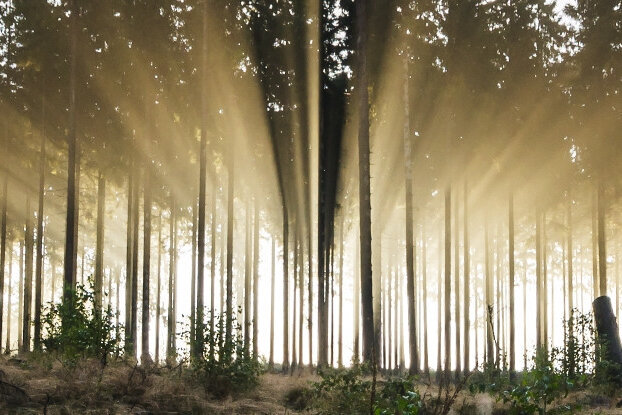 Nadelwoud met zonnestralen. Uit zulke bossen komt de grondstof voor FSC-gecertificeerde HERMA etiketten, liggend formaat.
