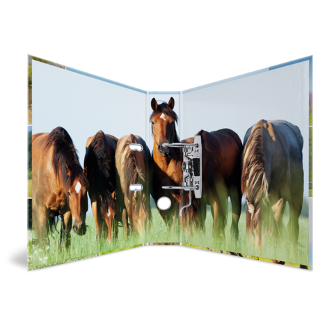 Fünf Pferde stehen in einer Wiese, ihre Hinterteile sind sichtbar. Die Tiere sind braun und schwarz, mit unterschiedlichen Fellmustern.