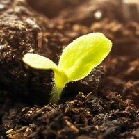 Duurzame etiketten: Kiemplant in de aarde, beeldmotief voor composteerbare etiketten.