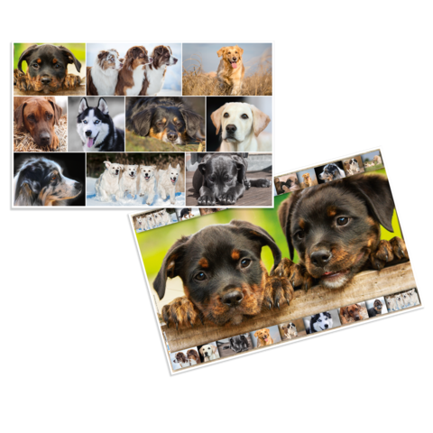 Eine Collage mit verschiedenen Hunderassen, die in unterschiedlichen Posen und Umgebungen abgebildet sind.