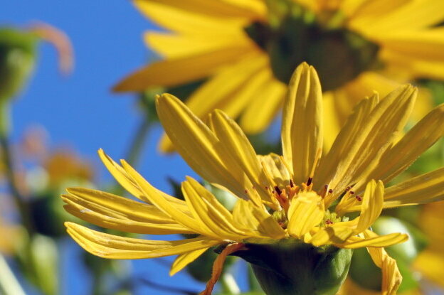 Duurzame etiketten: Silphie-planten, liggend formaat