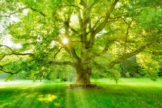 Een grote boom met weelderig, groen loof staat in het zonlicht dat door de bladeren straalt, omringd door een groene weide.