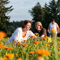 Ringelbloemen op een weiland, die door vrouwen voor natuurlijke cosmetica worden geoogst.