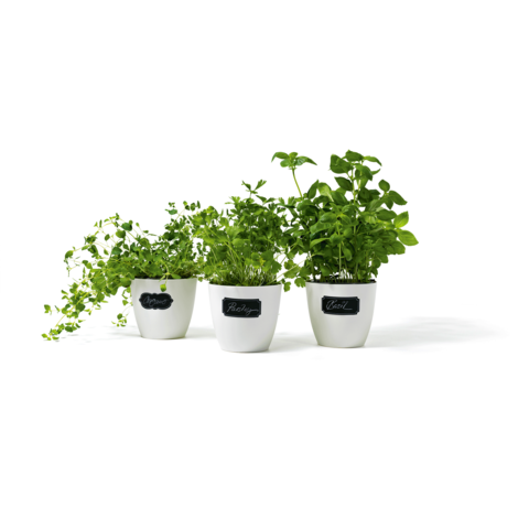 Drei weiße Blumentöpfe mit verschiedenen Kräutern, beschriftet mit "Petersilie", "Basilikum" und "Thymian".