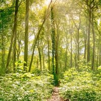 Duurzame etiketten: Gemengd bos met zonnestralen, beeldmotief voor duurzame etiketten.