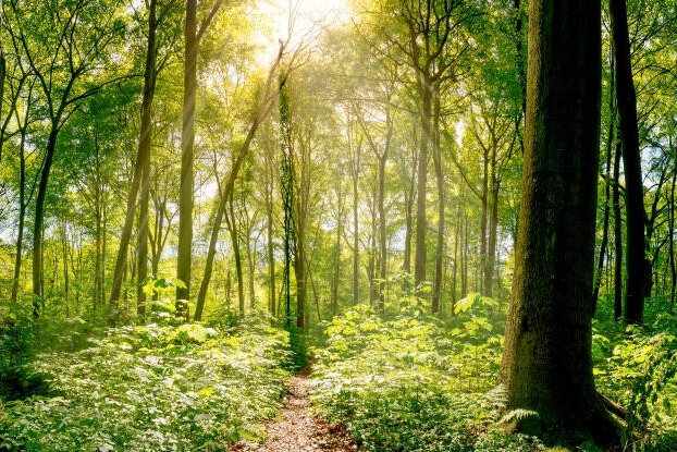 Gemengd bos met zonnestralen, beeldmotief voor duurzame etiketten, liggend formaat