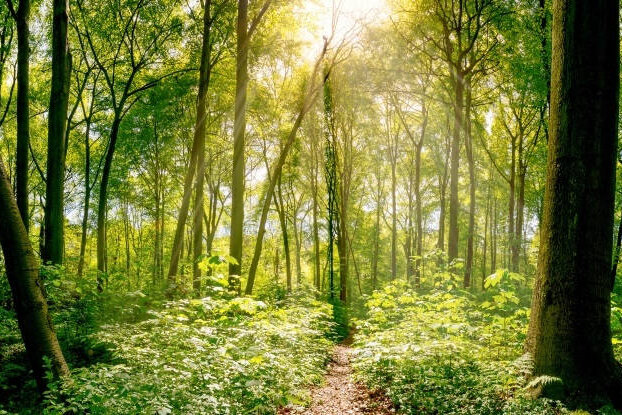Gemengd bos met zonnestralen, beeldmotief voor duurzame etiketten, liggend formaat