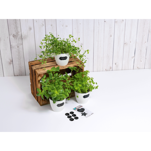 Drei Töpfe mit frischen Kräutern stehen auf einem Tisch, umgeben von einer Holzbox und Zubehör wie Etiketten und Aufklebern.
