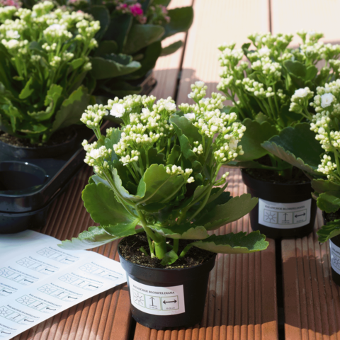 Blühende Kalanchoe-Pflanzen in Töpfen auf einem Tisch, umgeben von weiteren Pflanzen und Pflegeanleitungen.