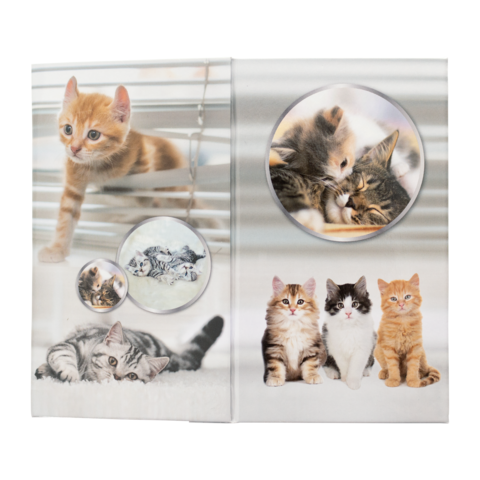 Katzen in verschiedenen Posen: ein orangefarbener Kater spielt, während andere Katzen sich kuscheln und entspannen.